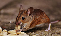 24 Hour & Emergency Exterminators in Waltham, MA